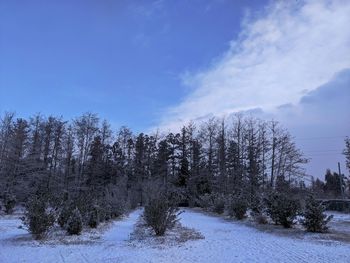 Trees on field against sky during winter