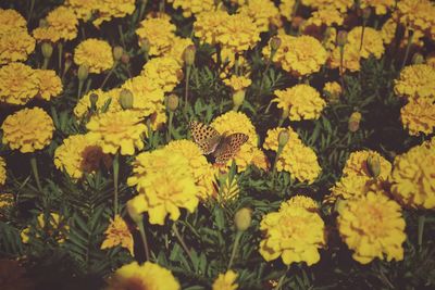 Yellow flowers blooming on field