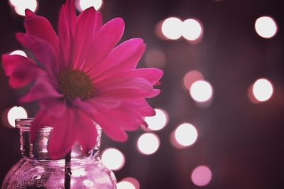 Close-up of pink flowers