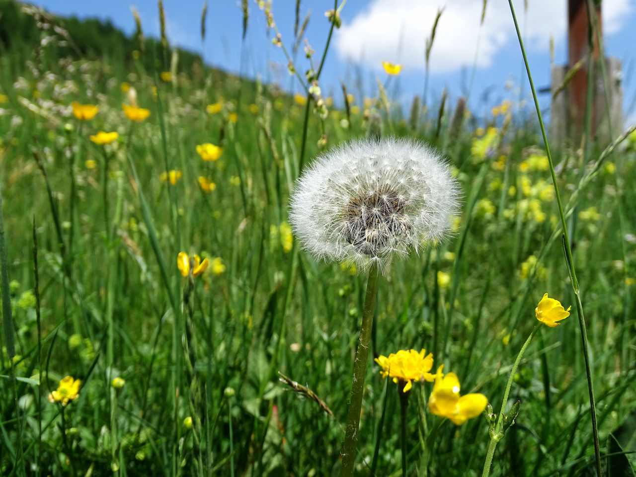 CLOSE-UP OF FRESH YELLOW DANDELION FLOWER