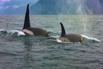 The two killer whales in the wild resting. selective focus