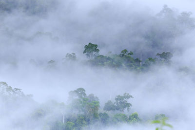 Scenic view of trees against sky