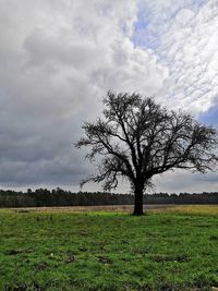 Bare tree on field against sky