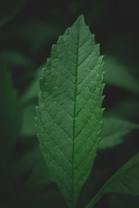 Close-up of green leaves