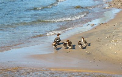 High angle view of dog on beach