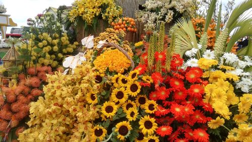 Multi colored flower plants for sale in market