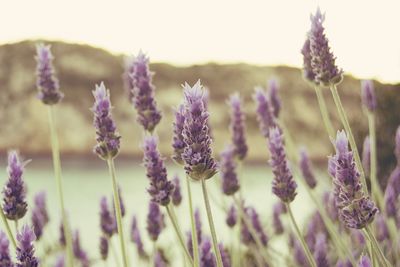 Close-up of purple flowers