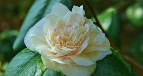 Close-up of white rose