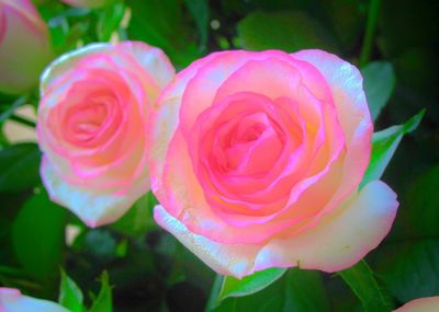 Close-up of pink rose