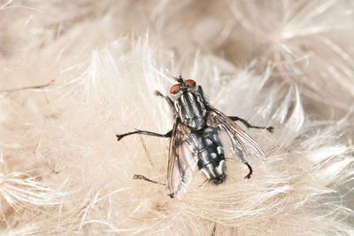 Close-up of housefly