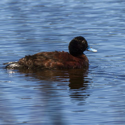 Duck swimming in a lake