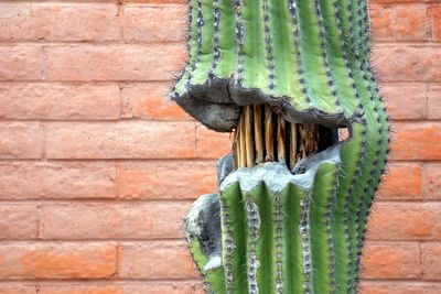 Close-up of cactus against brick wall