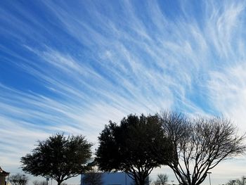 Low angle view of trees against blue sky