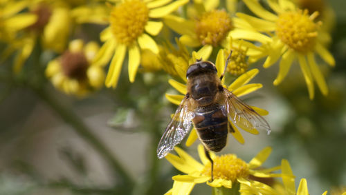 Close-up of bee on yellow flower