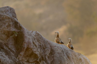 Low angle view of seagulls perching on rock