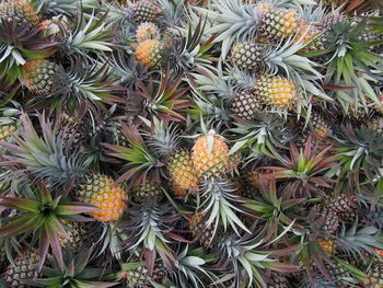 Close-up of fruits on tree