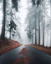 Road amidst trees during foggy weather