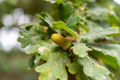 Close-up of acorn growing on plant