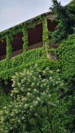 Plants and trees growing on building