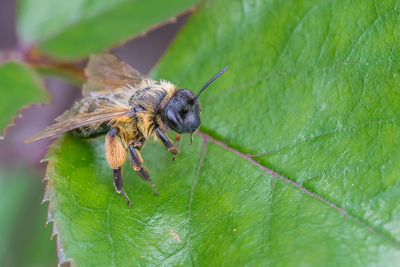 Close-up of insect on leaf