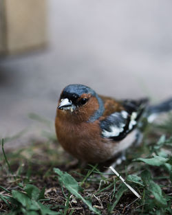 Close-up of bird perching on a field