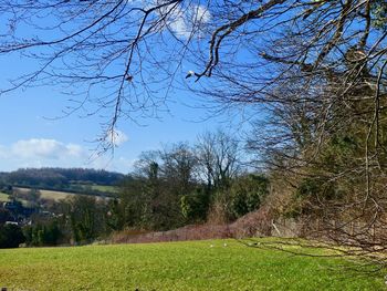 Scenic view of trees on field against sky