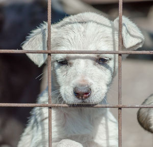 Close-up of dog