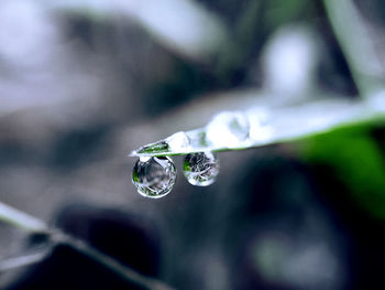 Close-up of insect on water