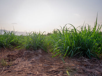 Crops growing on field against sky