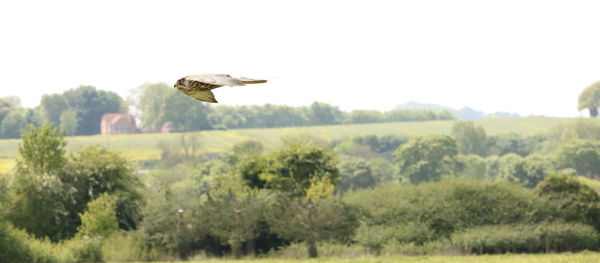 Bird flying over field against clear sky