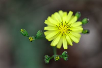 Close-up of yellow flowering plant