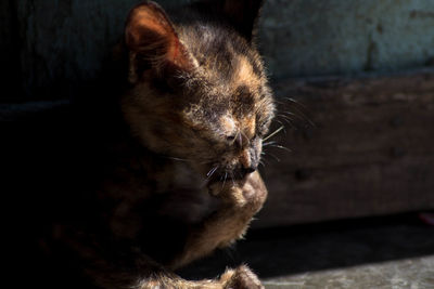 Close-up of a cat looking away