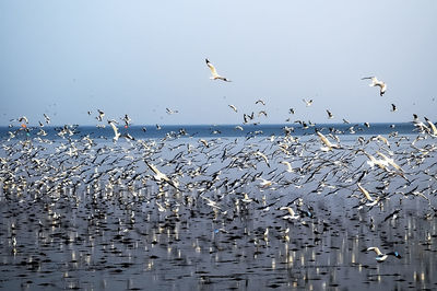 Seagulls flying over sea against sky