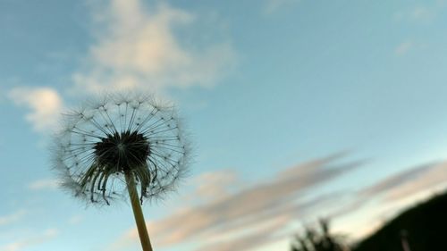 Close-up of dandelion against sky