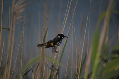 Bird perching on plant