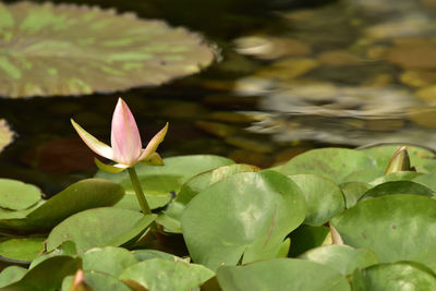 Close-up of pink lotus water lily in pond