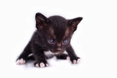 Black cat against white background