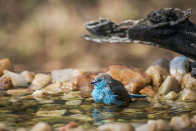 Close-up of birds perching on a lake