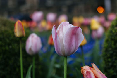 Close-up of pink tulips blooming outdoors