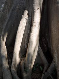 Full frame shot of tree trunk