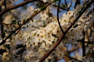Close-up of cherry blossoms in spring