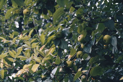 Full frame shot of plants