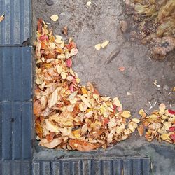 High angle view of dry leaves on footpath