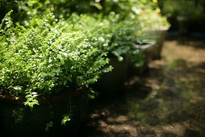 Close-up of plants