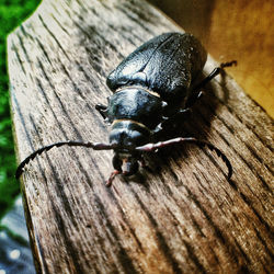 Close-up of insect on wood