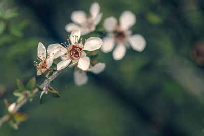 Close-up of white flowering plant