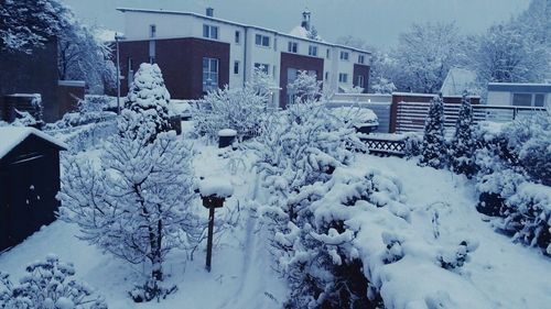 Snow covered trees