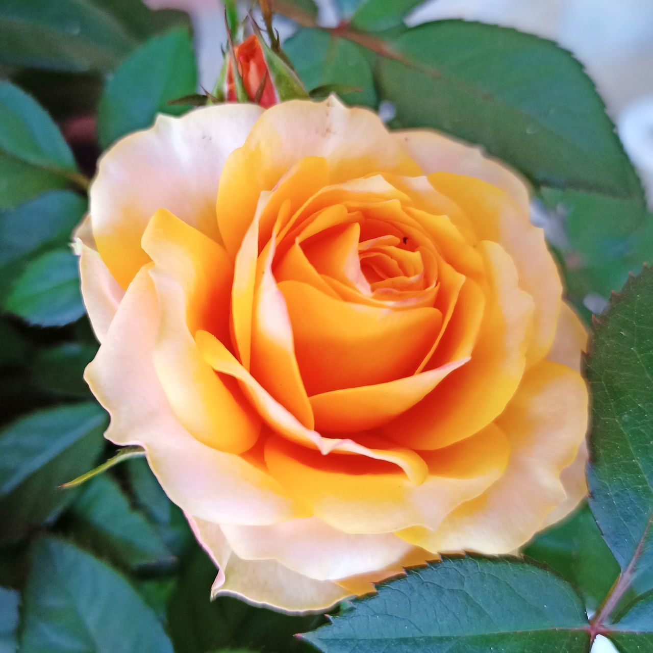 CLOSE-UP OF ROSE IN FLOWER