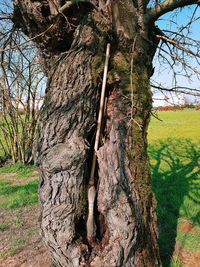 Trees growing on field