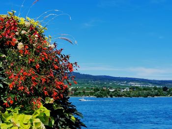 Flowering plants by sea against sky